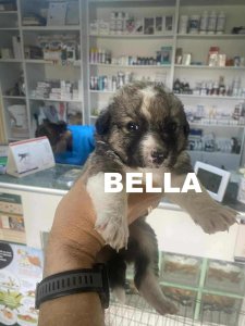 BELLA